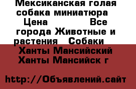 Мексиканская голая собака миниатюра › Цена ­ 53 000 - Все города Животные и растения » Собаки   . Ханты-Мансийский,Ханты-Мансийск г.